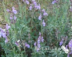 Salvia officinalis2 web